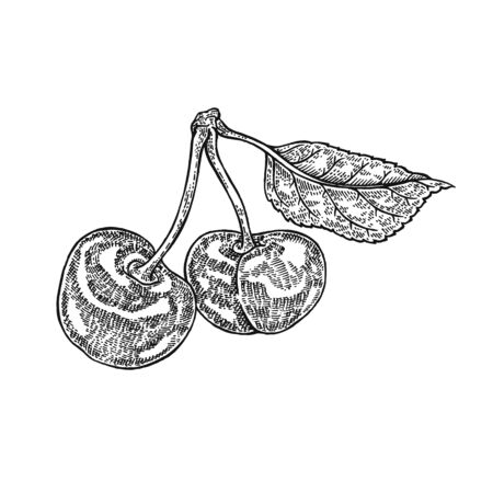 Hand drawn cherry branch illustration.のイラスト素材