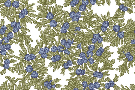 Juniper tree vector seamless pattern. Hand drawn illustration branch of Juniperus communis.のイラスト素材