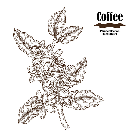 Hand drawn coffee branch with flowers and leaves isolated on white background. Vector illustration engraved.のイラスト素材
