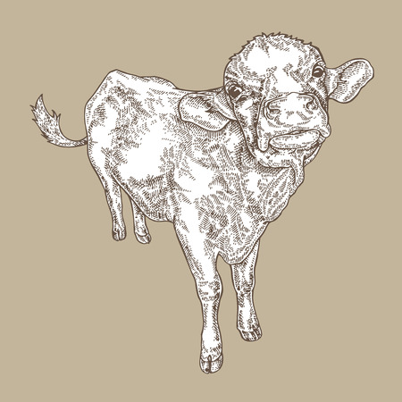Hand drawn cow vintage. Farm animal design. Vector illustration in sketch style.のイラスト素材
