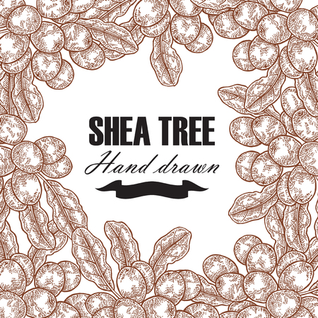 Background template with shea tree branch, nuts and leaves. Hand drawn vector illustration engraved.のイラスト素材