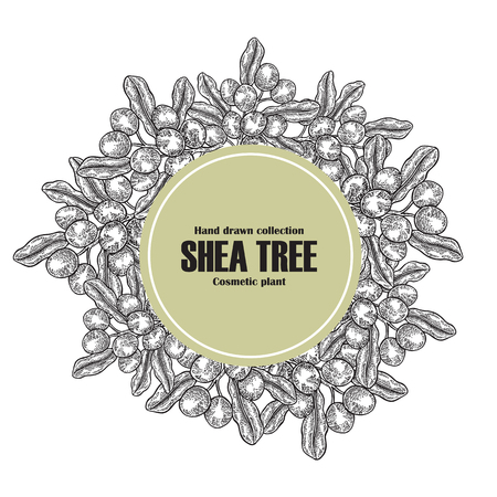Background template with shea tree branch, nuts and leaves. Vintage vector illustration. Hand drawn medical plants collection.のイラスト素材