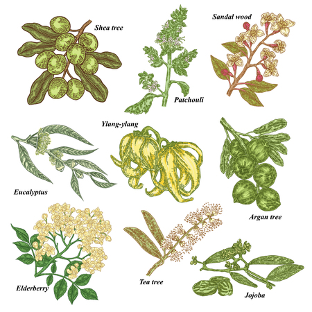 Medical and cosmetics plants. Hand drawn jojoba, argan, tea tree, sandal wood, eucalyptus, patchouli, ylang-ylang, shea, elderberry branch vector illustration.のイラスト素材