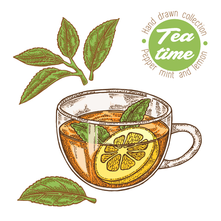Hand drawn cup of tea. Herbal tea with lemon and mint isolated on white Vector illustration. Design for packaging.のイラスト素材