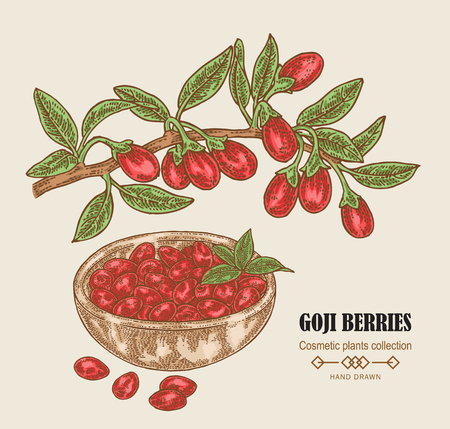 Hand drawn Goji berries on a branch. Colored sketch goji. Vector illustration vintage.のイラスト素材
