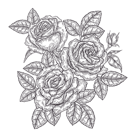 Hand drawn rose flowers and leaves. Vintage floral composition. Spring garden flowers. Vector illustration in engraved style.のイラスト素材
