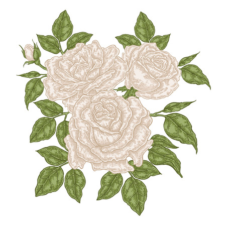 Hand drawn white roses flowers and leaves. Vintage floral composition. Spring garden flowers isolated. Vector illustration.のイラスト素材