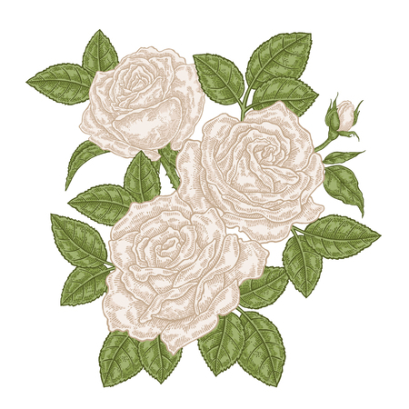 Hand drawn white roses flowers and leaves. Vintage floral composition. Spring garden flowers isolated. Vector illustration.のイラスト素材