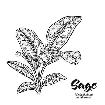 Salvia officinalis plant also called sage garden isolated on white background. Hand drawn vector illustration engraved.のイラスト素材