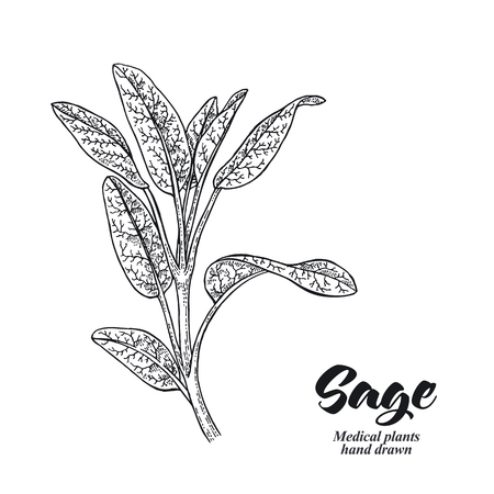 Salvia officinalis plant also called sage garden isolated on white background. Hand drawn vector illustration engraved.のイラスト素材