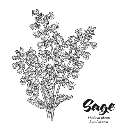 Salvia officinalis plant also called sage garden. Sage flowers isolated on white background. Hand drawn vector illustration engraved.のイラスト素材