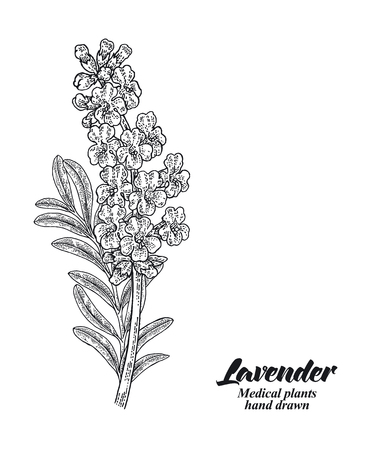Lavender branch with leaves and flowers isolated on white background. Hand drawn vector illustration engraved.のイラスト素材