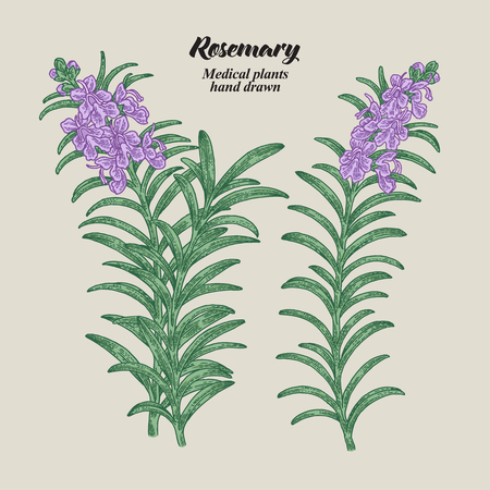 Rosemary branch with leaves and flowers. Medical herbs collection. Hand drawn vector illustration.のイラスト素材
