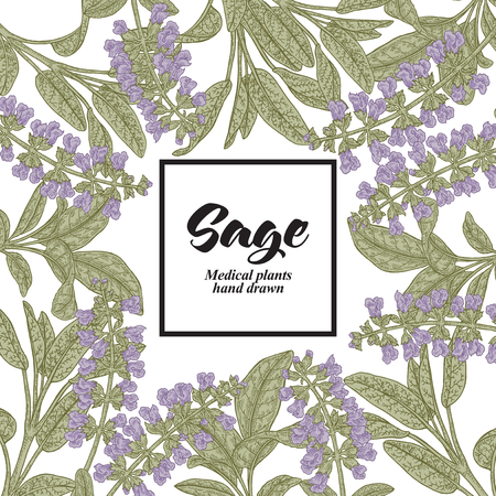 Hand drawn background with Salvia officinalis or Sage. Medical plants. Vector illustration.のイラスト素材