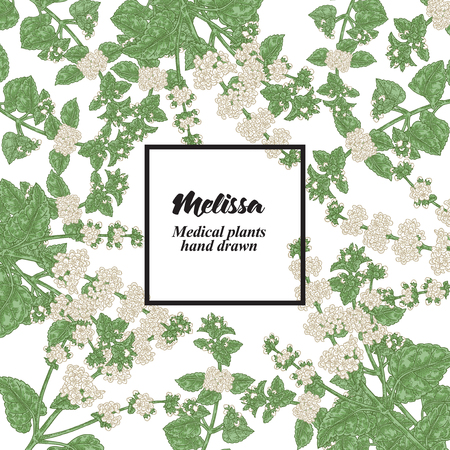 Hand drawn background with Melissa officinalis flowers and leaves. Medical plants. Vector illustration.のイラスト素材