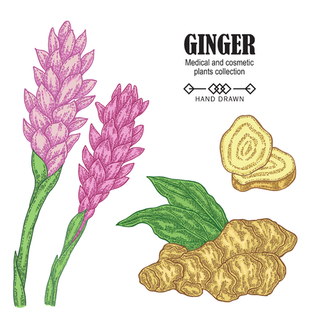 Ginger plant set. Hand drawn ginger root and flowers isolated on white background. Vector illustration. Medical and cosmetic plant collection.のイラスト素材