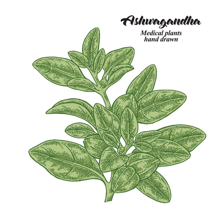 Hand drawn Ashwagandha isolated on white background. Medicinal plant. Vector color illustration.のイラスト素材