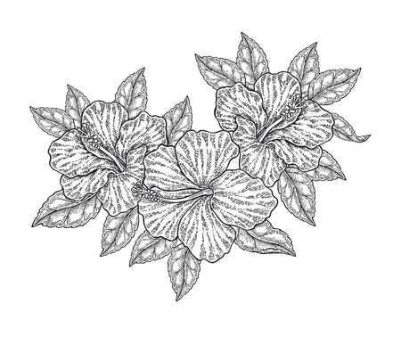 Hibiscus flowers and leaves isolated on white. Hand drawn botanical vector illustration engraved. Floral composition.のイラスト素材