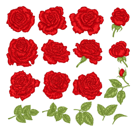 Red roses vector illustration. Hand drawn flowers and leaves. Floral design elements.のイラスト素材