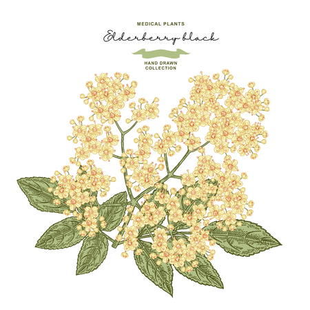 Elderflower branch isolated on white background. Hand drawn elder or sambucus with flowers and leaves. Vector illustration vintage.のイラスト素材