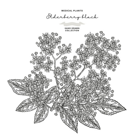 Elderflower branch isolated on white background. Hand drawn elder or sambucus with flowers and leaves. Vector illustration engraved.のイラスト素材