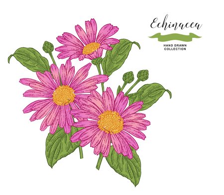 Echinacea  flowers and leaves. Floral composition. Medical herbs set. Hand drawn vector illustration.のイラスト素材