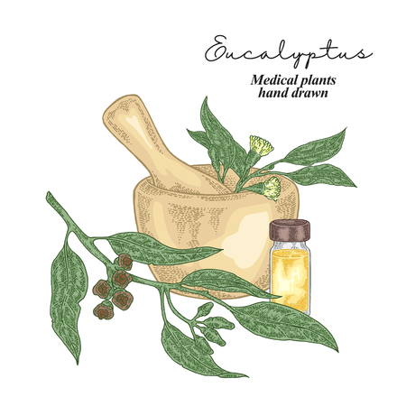 Eucalyptus flowers and leaves isolated on white background. Medical herbs set. Vector illustration hand drawn.のイラスト素材