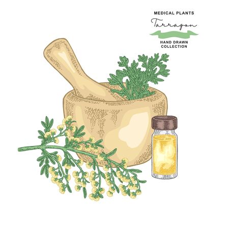 Tarragon leaves and flowers. Medical plants set. Vector illustration hand drawn.のイラスト素材