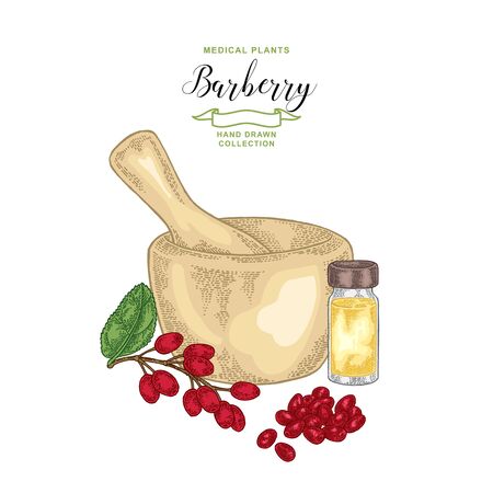 Barberry branch with berries and glass bottle. Medicinal plants. Vector illustration.のイラスト素材