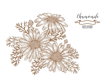 Chamomile flowers and leaves. Medical herbs. Hand drawn vector illustrationのイラスト素材