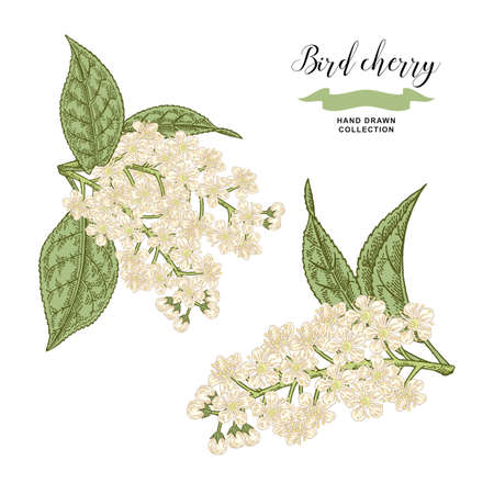 Bird cherry branch isolated on white background. Hand drawn bird-cherry flowers and leaves. Botanical vector illustration.のイラスト素材
