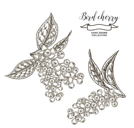 Bird cherry tree branches with berries and leaves. Hand drawn bird cherry. Vector illustration engraved.のイラスト素材