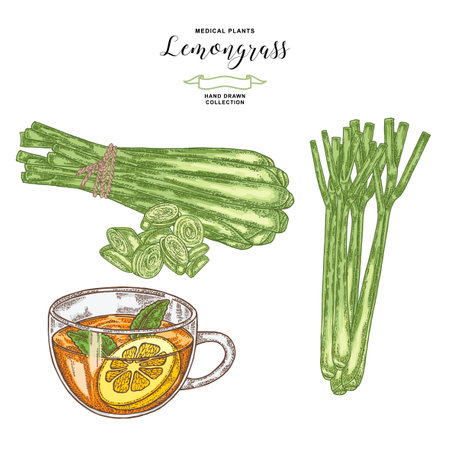 Lemongrass plant isolated on white background. Hand drawn lemongrass bunch, cup of tea and green stems. Vector illustration.のイラスト素材