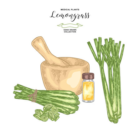 Lemongrass plant isolated on white background. Hand drawn set of lemongrass bunch, mortar and glass bottle of lemongrass oil. Vector illustration.のイラスト素材