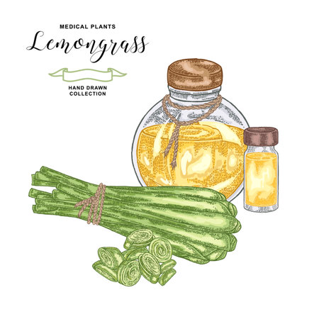 Lemongrass plant isolated on white background. Hand drawn set of lemongrass green leaves, slices and glass bottle of lemongrass oil. Vector illustration.のイラスト素材