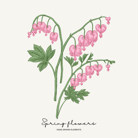 Hand drawn dicentra. Pink heartshaped spring flowers set. Garden plants. Botanical vector illustration.のイラスト素材