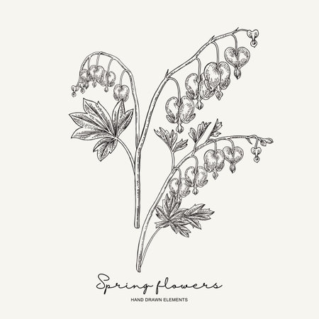 Hand drawn dicentra. Heartshaped spring flowers set. Garden plants. Botanical vector illustration. Engraving style.のイラスト素材