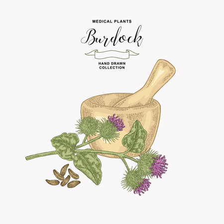 Burdock plant hand drawn. Medical and cosmetic herb. Vector illustration.のイラスト素材