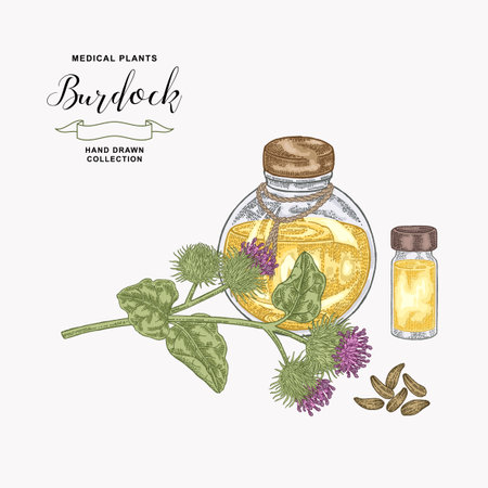 Burdock plant hand drawn. Burdock flowers and glass bottle of oil. Medical and cosmetic herb. Vector illustration.のイラスト素材