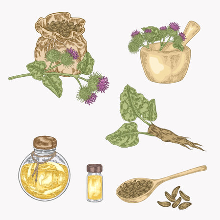 Burdock plant hand drawn. Burdock flowers, roots, bag with seeds, glass bottles of oil. Medical and cosmetic herb. Vector illustration.のイラスト素材