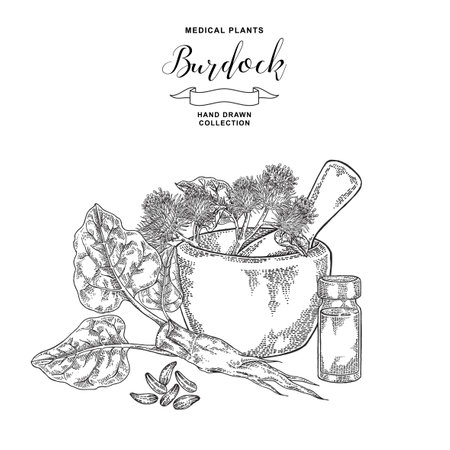 Burdock roots and flowers hand drawn. Medicinal plants set. Vector illustration engraved.のイラスト素材