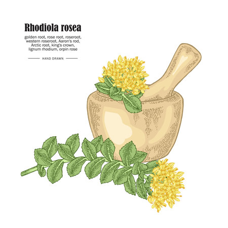 Rhodiola rosea branch and wooden bowl isolated on white background. Medical and cosmetic herbs. Vector illustration hand drawn.のイラスト素材