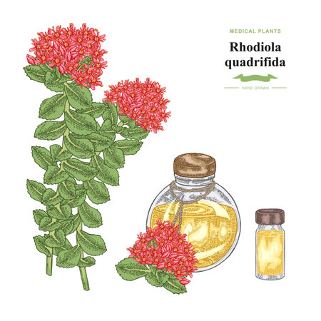 Rhodiola quadrifida plant. Medical and cosmetic herbs. Botanical vector illustration.のイラスト素材
