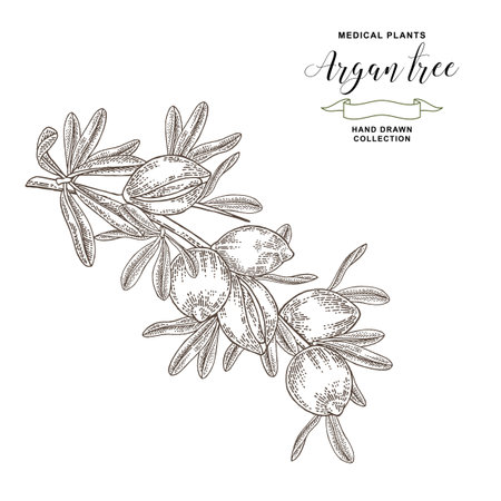 Argan tree, argania spinosa branch with nuts and leaves. Medical and cosmetic plants. Vector illustration engraved.のイラスト素材