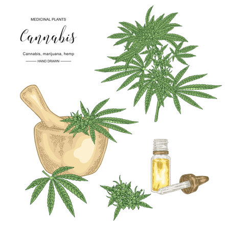 Cannabis sativa or cannabis indica plant. Marijuana leaves and seeds. Medical and cosmetic herbs. Botanical vector illustration.のイラスト素材
