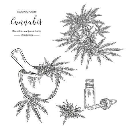 Cannabis sativa or cannabis indica plant. Marijuana leaves and seeds. Medical and cosmetic herbs. Botanical vector illustration. Black and white.のイラスト素材