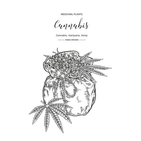 Cannabis sativa or cannabis indica plant. Marijuana leaves and seeds. Medical and cosmetic herbs. Botanical vector illustration. Black and white.のイラスト素材