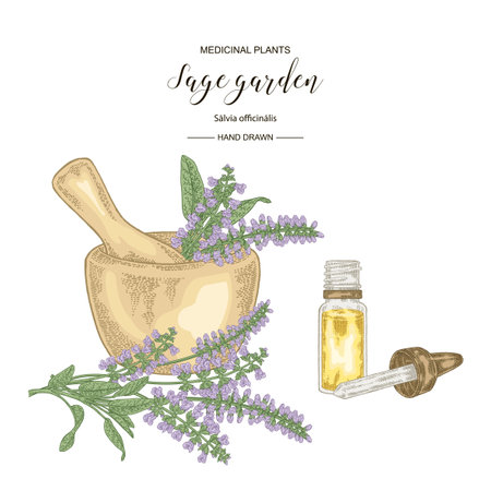 Sage garden flowers and leaves with mortar and glass bottle of oil. Medical plants hand drawn. Vector botanical illustration.のイラスト素材