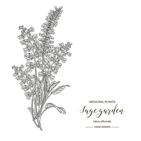 Sage garden flowers and leaves isolated on white background. Medical plants hand drawn. Vector botanical illustration. Engraving style.のイラスト素材