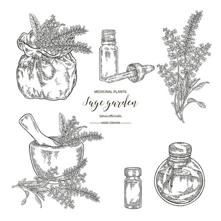 Sage garden, Salvia officinalis plant set. Flowers, leaves of sage. Medical herbs hand drawn. Vector botanical illustration. Engraving style.のイラスト素材